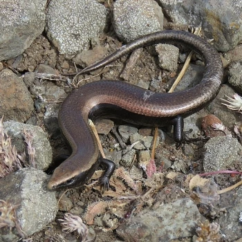 Chalcides viridanus