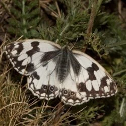 Melanargia lachesis