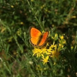 Fotografía Lycaena virgaureae (1 de 2)