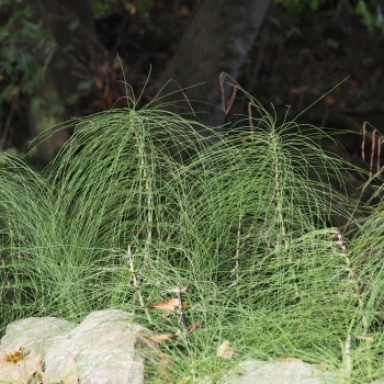 Equisetum telmateia (1 de 2)