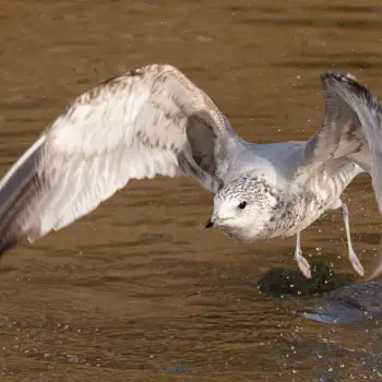 Gaviota cana (Larus canus) (1 de 4)