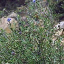 Globularia alypum