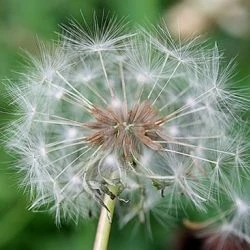 Taraxacum officinale