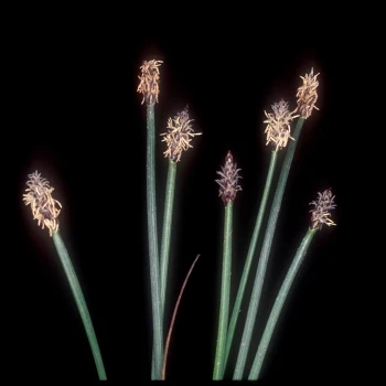 Eleocharis palustris subsp. palustris