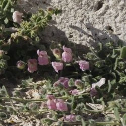 Antirrhinum mollissimum