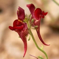 Linaria aeruginea