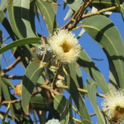 Eucalyptus globulus