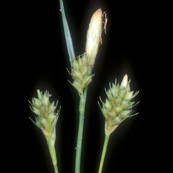 Carex depressa