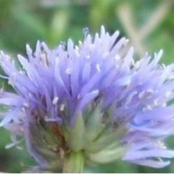 Globularia fuxeensis