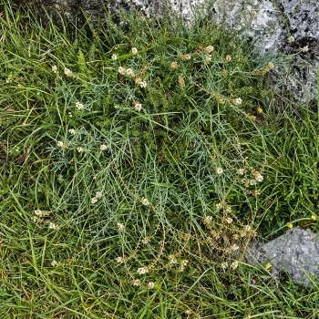 Reseda glauca (1 de 4)