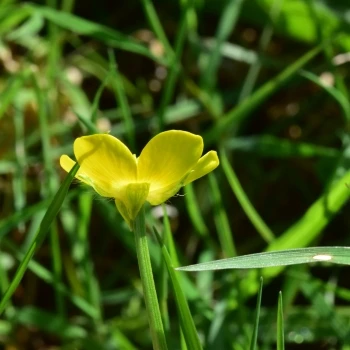 Flor, cáliz