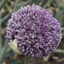 Allium ampeloprasum