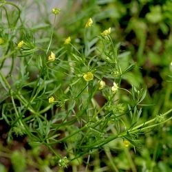 Ranunculus arvensis