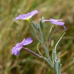 Flor, cáliz