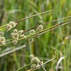 Fotografía Scirpoides holoschoenus subsp. holoschoenus (2 de 3)