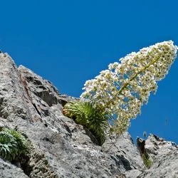 Saxifraga longifolia