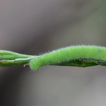 Pieris rapae