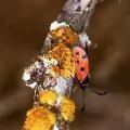 Zygaena hilaris