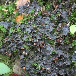 Peltigera horizontalis