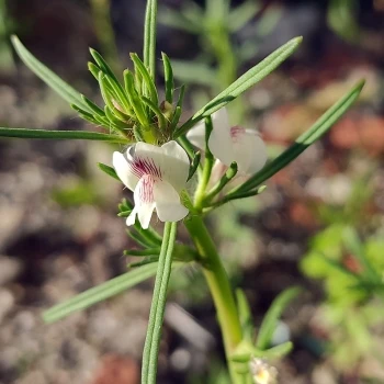 Misopates calycinum