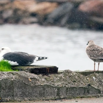 Gavión atlántico (Larus marinus) (2 de 2)