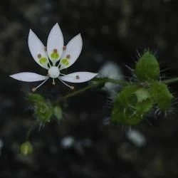 Saxifraga lepismigena