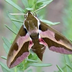 Hyles euphorbiae