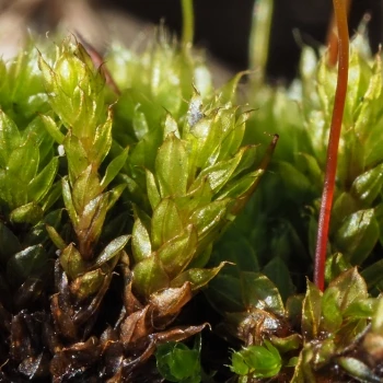 Bryum capillare