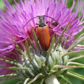 Stictoleptura fontenayi (1 de 2)