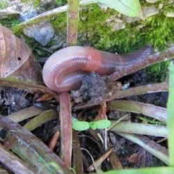 Lumbricus terrestris