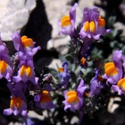 Fotografía Linaria alpina subsp. filicaulis