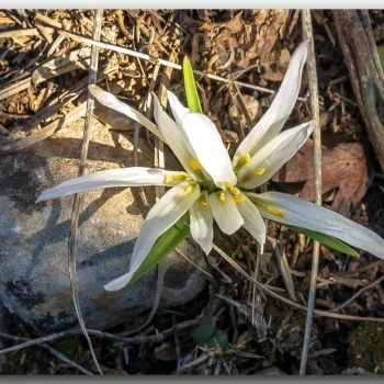 Colchicum androcymbioides