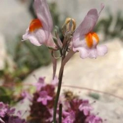 Fotografía Linaria alpina subsp filicaulis