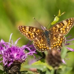 Fotografía Melitaea phoebe (1 de 2)