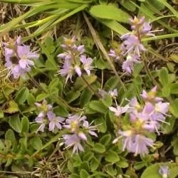 Veronica officinalis