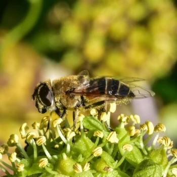 Eristalis nemorum (1 de 2)