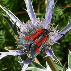 Zygaena contaminei