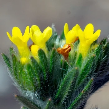 Flor, corola