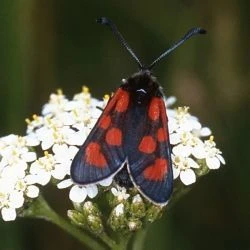 Zygaena loti