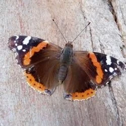 Vanessa atalanta