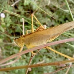 Fotografía Tettigonia viridissima (1 de 2)