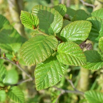 Alnus alnobetula subsp. crispa