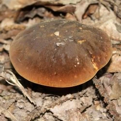 Boletus erythropus (2 de 3)