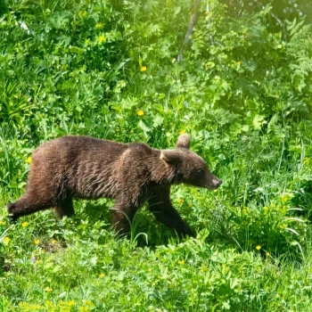 Oso pardo (Ursus arctos) (3 de 6)