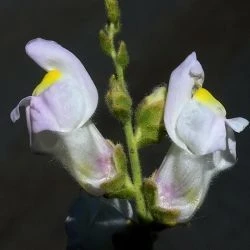 Antirrhinum graniticum