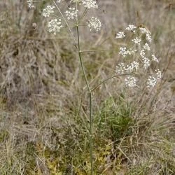 Thapsia gummifera