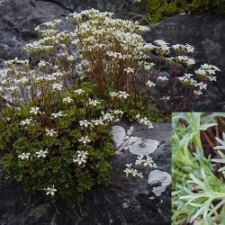 Saxifraga trifurcata