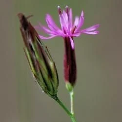 Flor, involucro