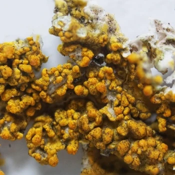 Xanthoria calcicola Oxner (3 de 4)