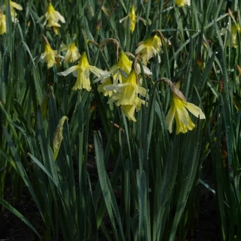 Narcissus moschatus